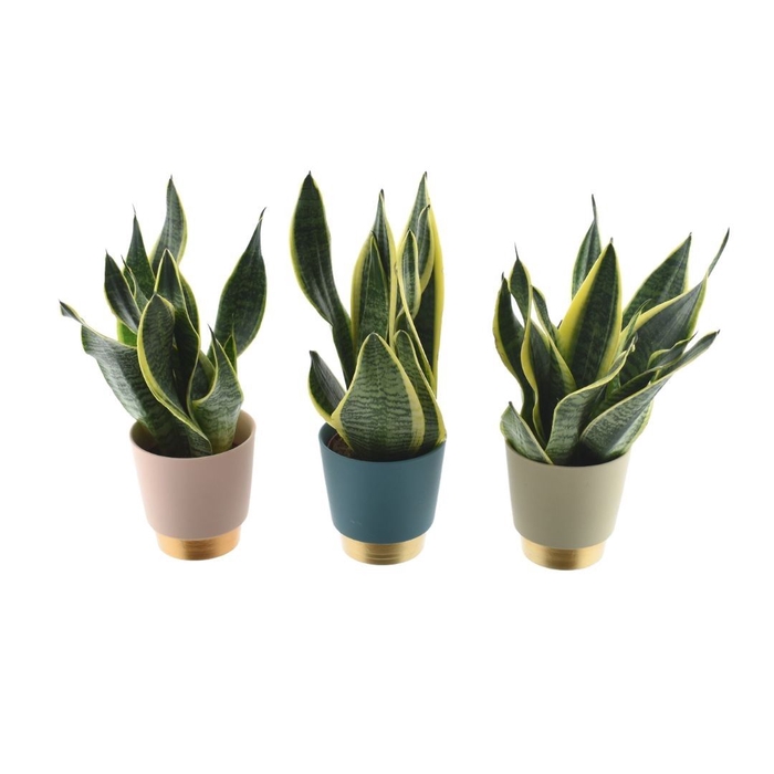 <h4>Sansevieria Superba in pot Elegance</h4>