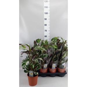 CALATHEA  'STELLA'