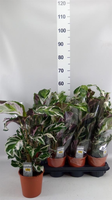 <h4>CALATHEA  'STELLA'</h4>