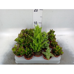Crassula ...mix