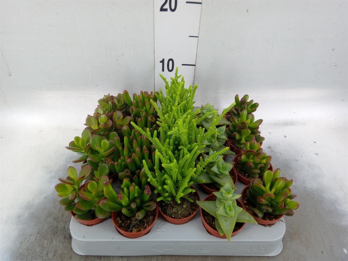 <h4>Crassula   ...mix</h4>