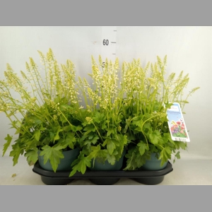 Heucherella  'Pink Revolution'