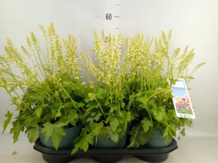 <h4>Heucherella  'Pink Revolution'</h4>