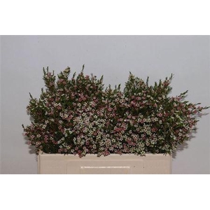 Chame Un My Sweet 16