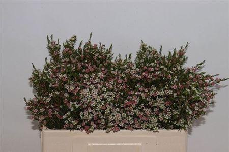 <h4>Chame Un My Sweet 16</h4>