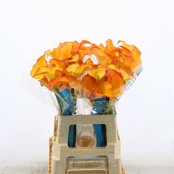 <h4>Calla Capt Serengeti</h4>