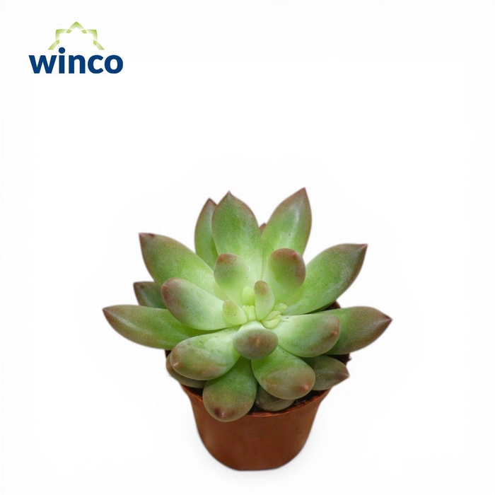 <h4>Echeveria Princess</h4>