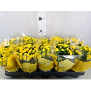 Kalanchoe blos. 'Perfecta Yellow'