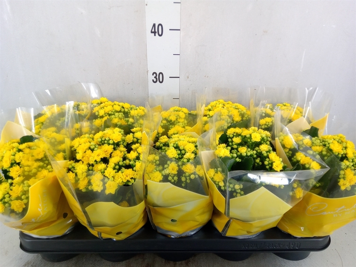<h4>Kalanchoe blos. 'Perfecta Yellow'</h4>