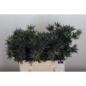 Eryngium  'Orion Questar'