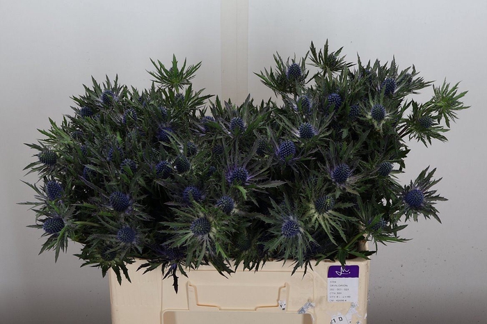 <h4>Eryngium  'Orion Questar'</h4>