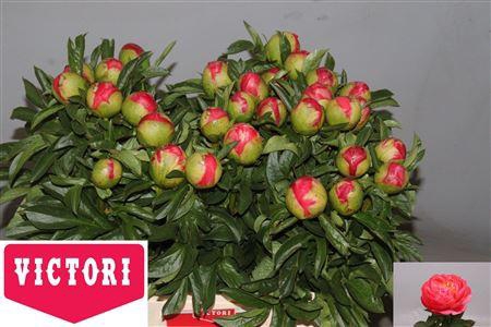 <h4>Paeo L Coral Sunset</h4>