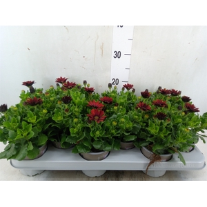 Osteospermum  'FlowPow Red'