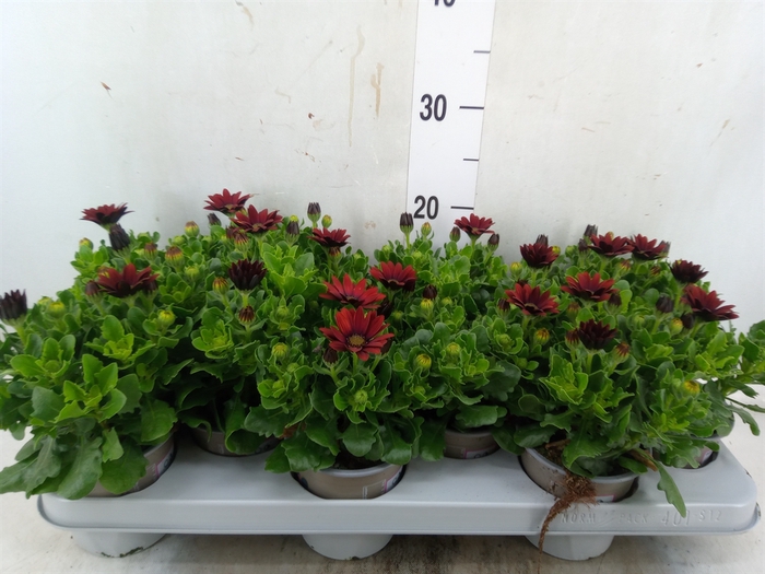 <h4>Osteospermum  'FlowPow Red'</h4>