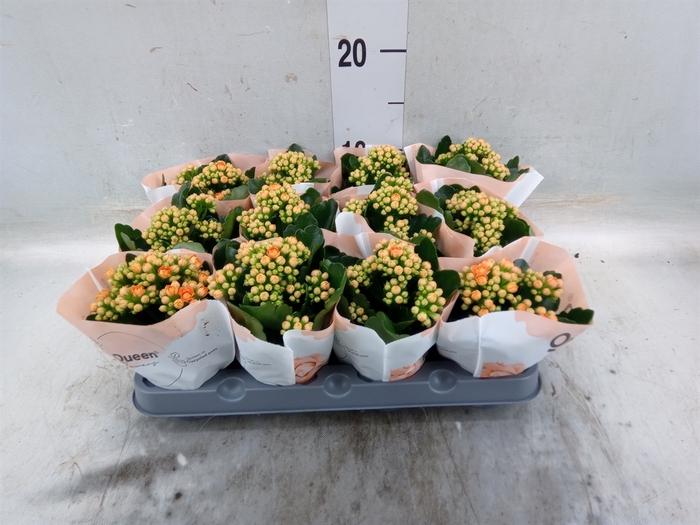 <h4>Kalanchoe  'RoseFlow Agnes'</h4>