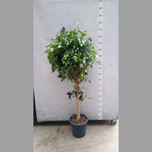Ficus benja. 'Danielle'
