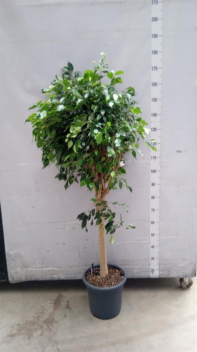 <h4>Ficus benja. 'Danielle'</h4>