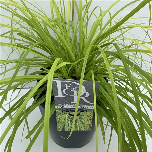 Carex 'Everillo'