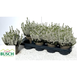 CALLU BL VIVA
