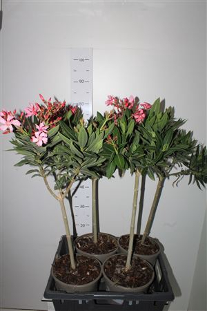 <h4>Nerium Oleander Stam 7 Branches</h4>