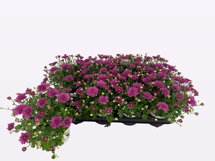 <h4>CHRY DITTO DARK PINK</h4>