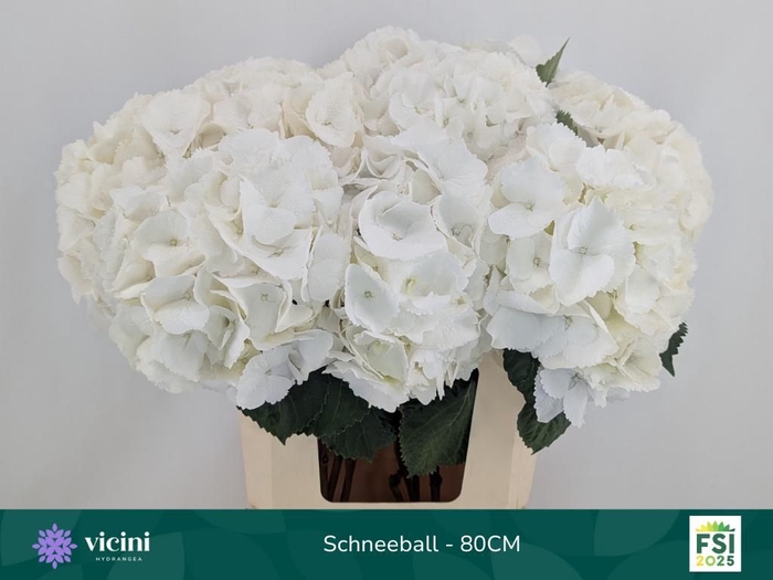 <h4>HYDR M SCHNEEBALL</h4>