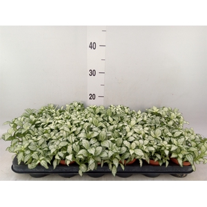 Fittonia  'Mosaic White Forest Fla'