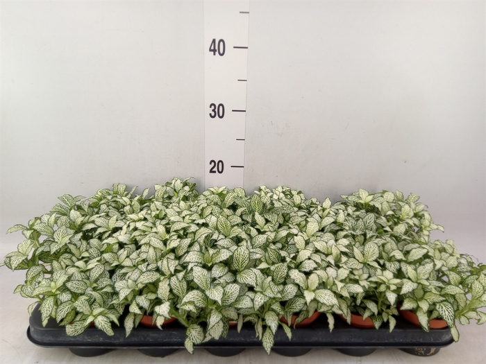 <h4>Fittonia  'Mosaic White Forest Fla'</h4>