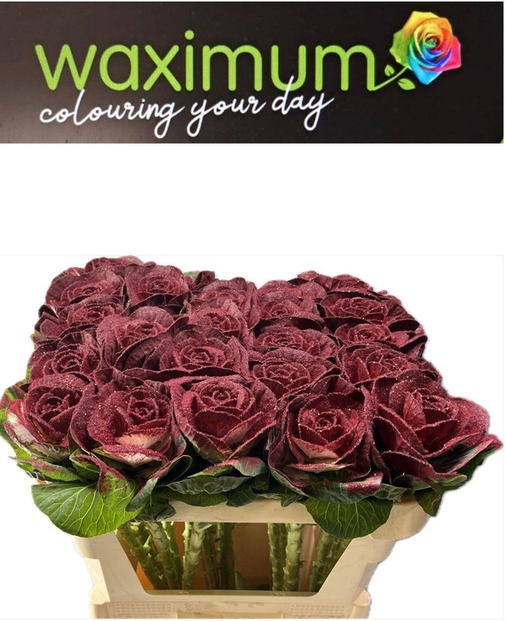 <h4>BRASSICA BORDEAUX GLITTER 70CM</h4>