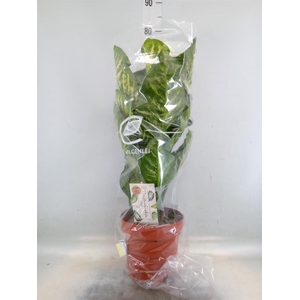 Dieffenbachia seg. 'Maroba'