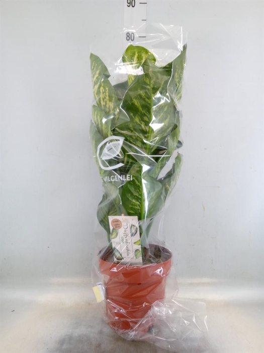 <h4>Dieffenbachia seg. 'Maroba'</h4>