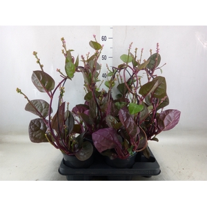 Basella alba 'Rosebud'