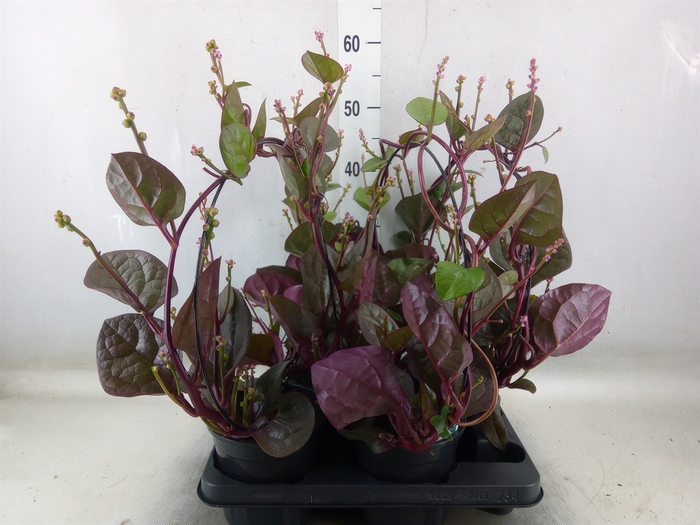 <h4>Basella alba 'Rosebud'</h4>