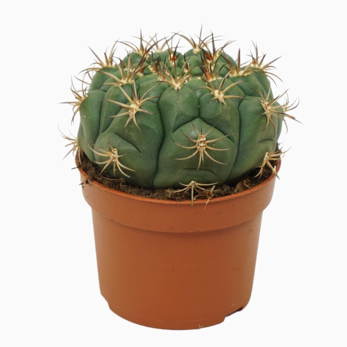 <h4>Cactus Gymnocalycium saglionis</h4>