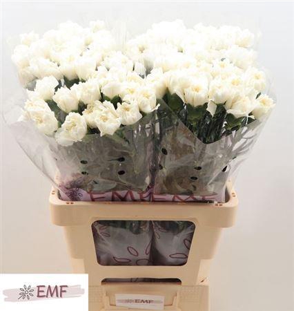 <h4>Di St Mont Blanc</h4>