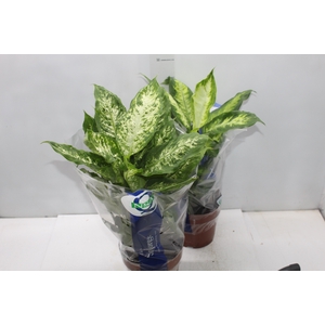 DIEFFENBACHIA VARIADO P17