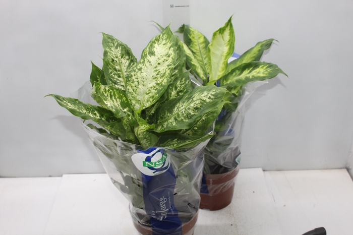 <h4>DIEFFENBACHIA VARIADO P17</h4>