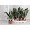 CLIVIA MINIATA