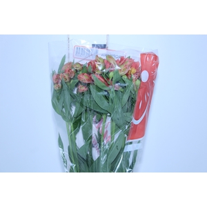 ALSTROEMERIA TROPICANA 080 CM