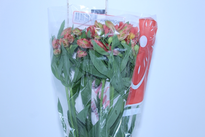 ALSTROEMERIA TROPICANA 080 CM