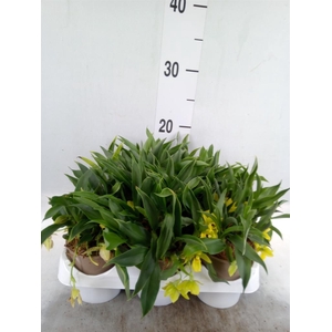Orchideeen   ...