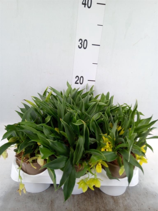 <h4>Orchideeen   ...</h4>