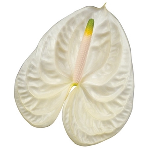 Anthurium moments B1