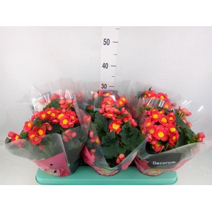 Begonia elat. HL 'Valentino Pink'