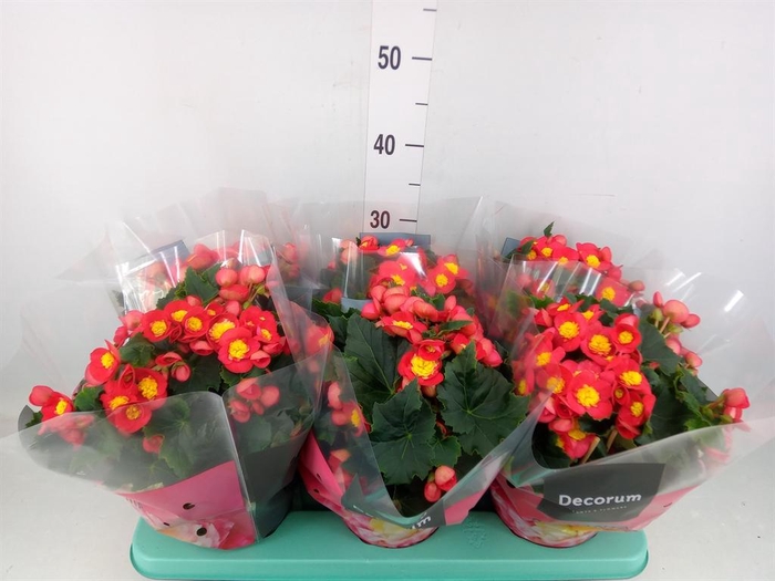 <h4>Begonia elat. HL 'Valentino Pink'</h4>