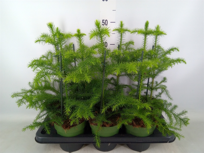 <h4>Araucaria heterophylla</h4>