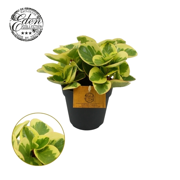 <h4>Peperomia Obtipan Bicolor 12cm</h4>
