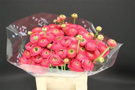 <h4>Cloni Extra Charleston</h4>