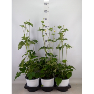 Anemone hybrida 'Honorine Jobert'