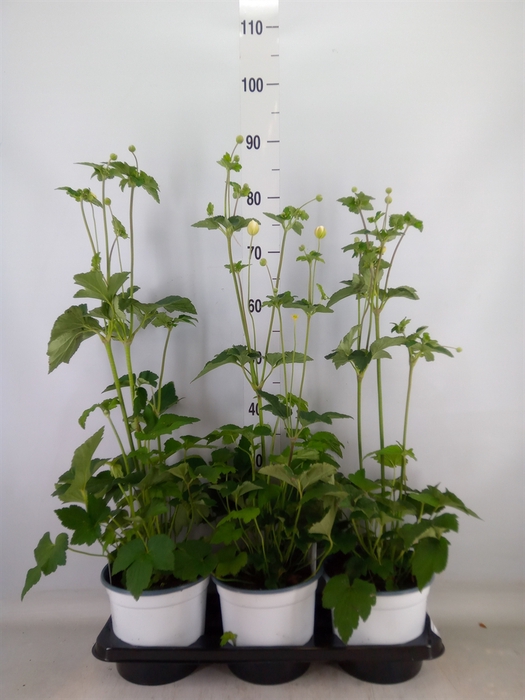 <h4>Anemone hybrida 'Honorine Jobert'</h4>